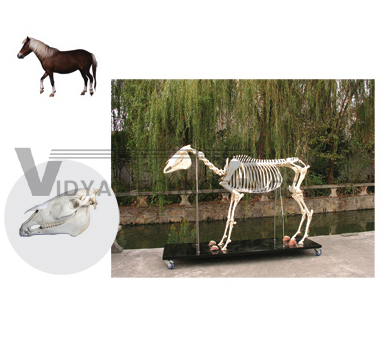 The model of horse skeleton(skull)